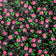Bavlněná látka - Highland Flowers Black II